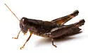 Stegocercus Short-wing Grasshopper - photo 5