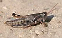 Stone's Grasshopper