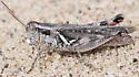 Stone's Grasshopper - photo 2