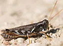 Stone's Grasshopper - photo 3