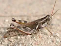 Stone's Grasshopper - photo 5