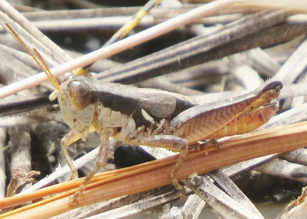 Swollen Short-wing Grasshopper - photo 2