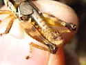 Melanoplus sylvestris