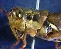 Melanoplus sylvestris - photo 2