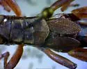 Melanoplus sylvestris - photo 3
