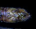 Melanoplus sylvestris - photo 4