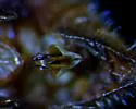 Melanoplus sylvestris - photo 5