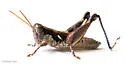 Tequestae Scrub Grasshopper