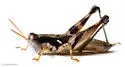 Tequestae Scrub Grasshopper - photo 2