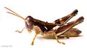 Tequestae Scrub Grasshopper - photo 3