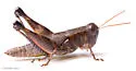 Tequestae Scrub Grasshopper - photo 4
