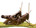 Tequestae Scrub Grasshopper - photo 5