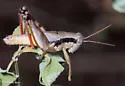 Melanoplus texensis - Melanoplus texensis