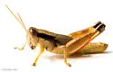 Melanoplus texensis - photo 2