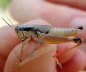 Melanoplus texensis - photo 3