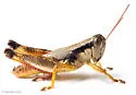 Melanoplus texensis - photo 4