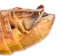 Melanoplus texensis - photo 5