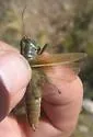 Thomas's Two-striped Grasshopper