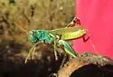 Thomas's Two-striped Grasshopper - photo 2