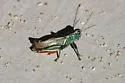 Thomas's Two-striped Grasshopper - photo 3
