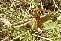 Thomas's Two-striped Grasshopper - photo 4