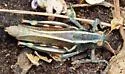 Thomas's Two-striped Grasshopper - photo 5