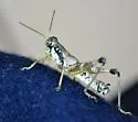 Tribulus Short-wing Grasshopper