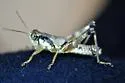Tribulus Short-wing Grasshopper - photo 2