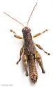 Tribulus Short-wing Grasshopper - photo 3
