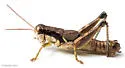 Tribulus Short-wing Grasshopper - photo 4