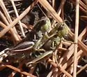 Truncate-cercus Short-wing Grasshopper