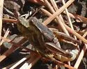 Truncate-cercus Short-wing Grasshopper - photo 2
