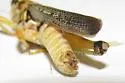 Quanah Grasshopper