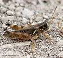 Quanah Grasshopper - photo 2