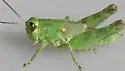 Quanah Grasshopper - photo 3