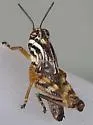 Quanah Grasshopper - photo 4