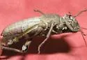 Quanah Grasshopper - photo 5