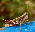 Tunica Spur-throat Grasshopper