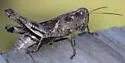 Tunica Spur-throat Grasshopper - photo 2