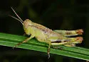 Tunica Spur-throat Grasshopper - photo 3