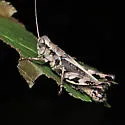Tunica Spur-throat Grasshopper - photo 4