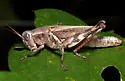 Tunica Spur-throat Grasshopper - photo 5