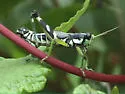 Green-legged Grasshopper