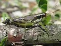 Green-legged Grasshopper - photo 2