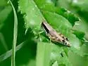 Green-legged Grasshopper - photo 3