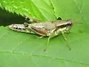 Green-legged Grasshopper - photo 4