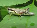 Green-legged Grasshopper - photo 5