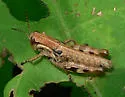 Walsh's Short-wing Grasshopper