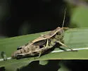 Walsh's Short-wing Grasshopper - photo 2