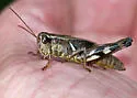 Walsh's Short-wing Grasshopper - photo 3